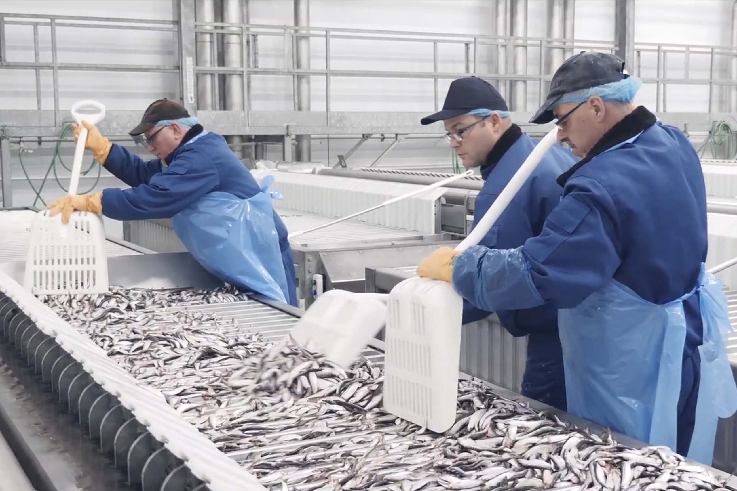 Plate freezing solutions for fish & seafood