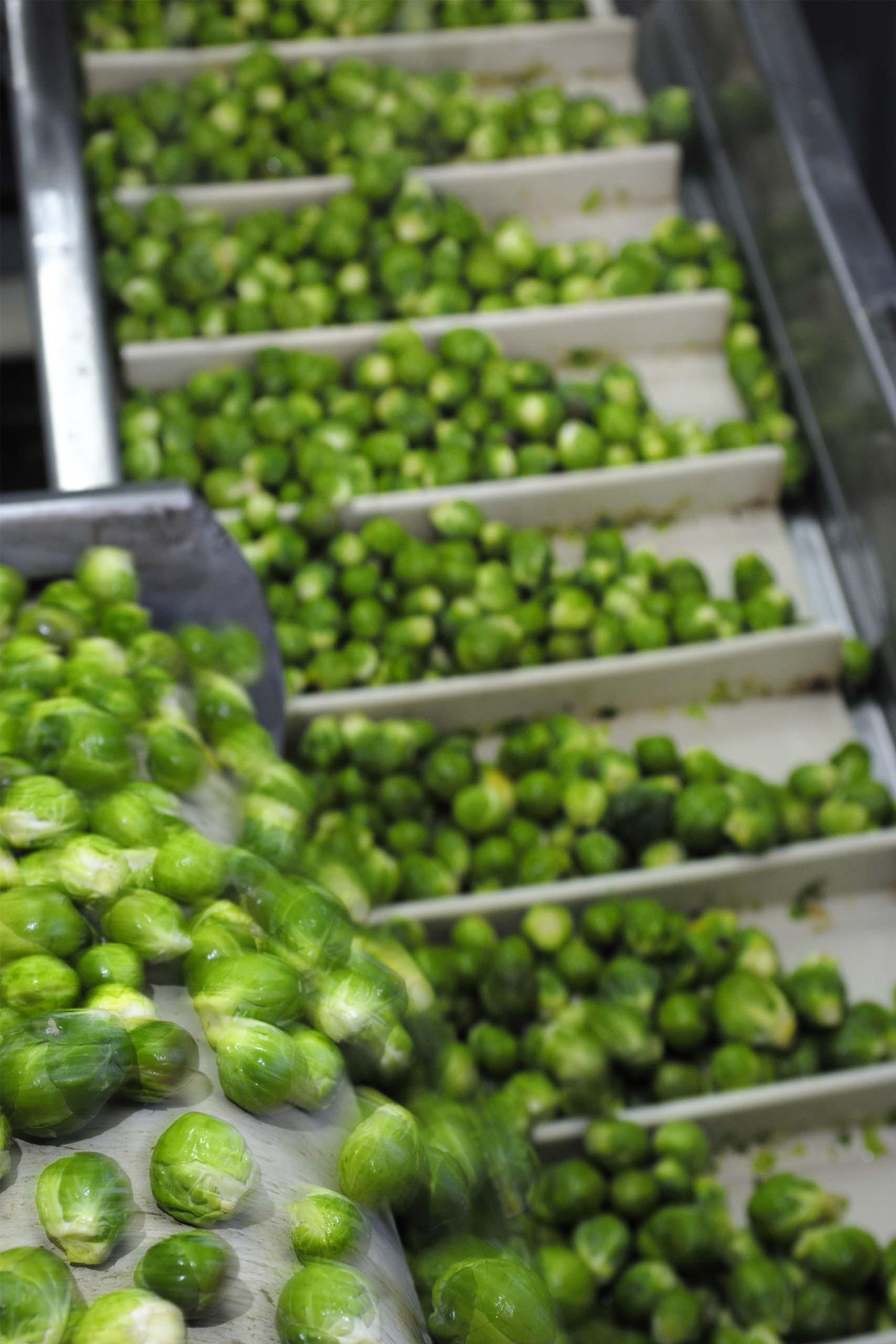 Mechanical freezing of cabbage
