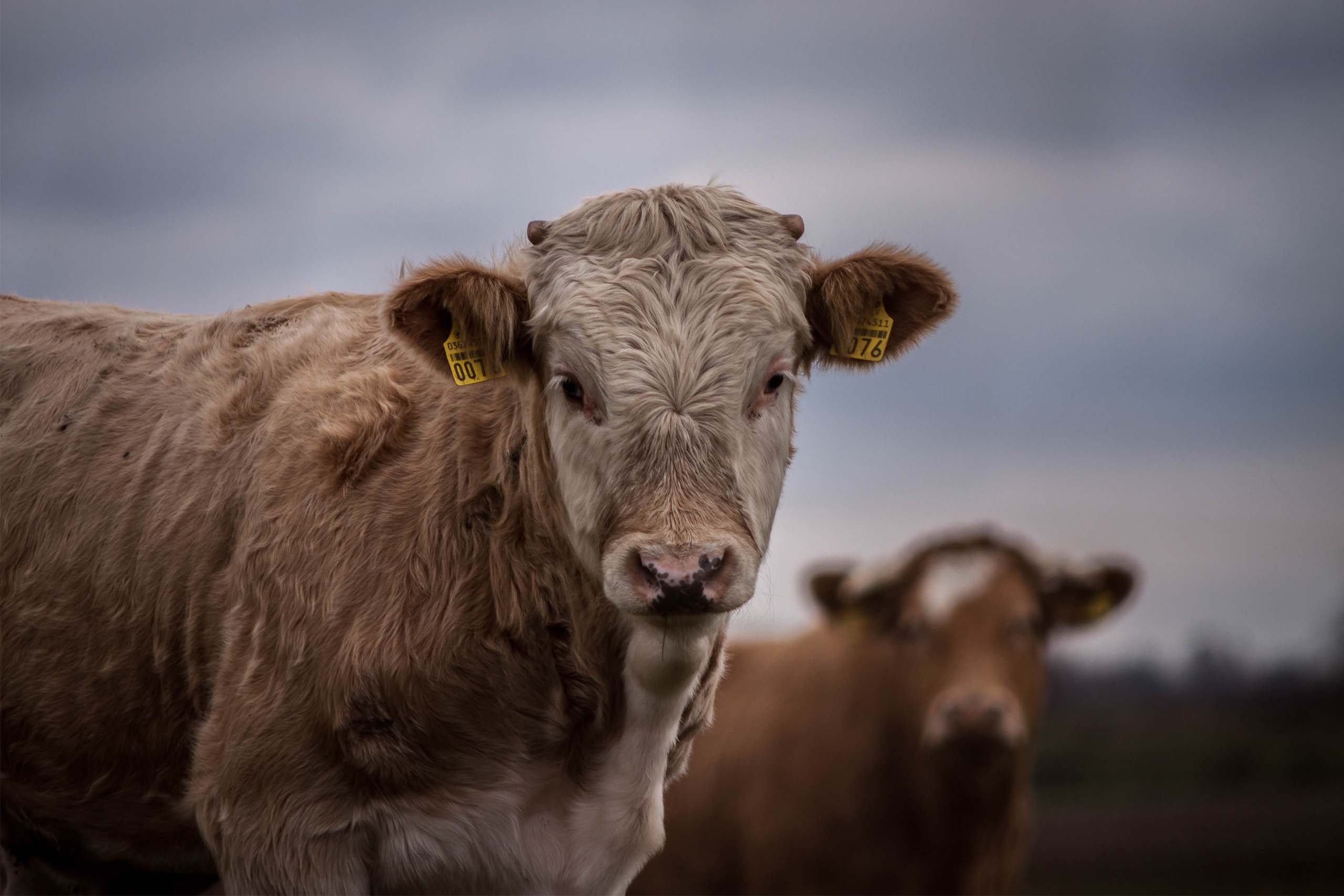 Improved food safety from production to plate