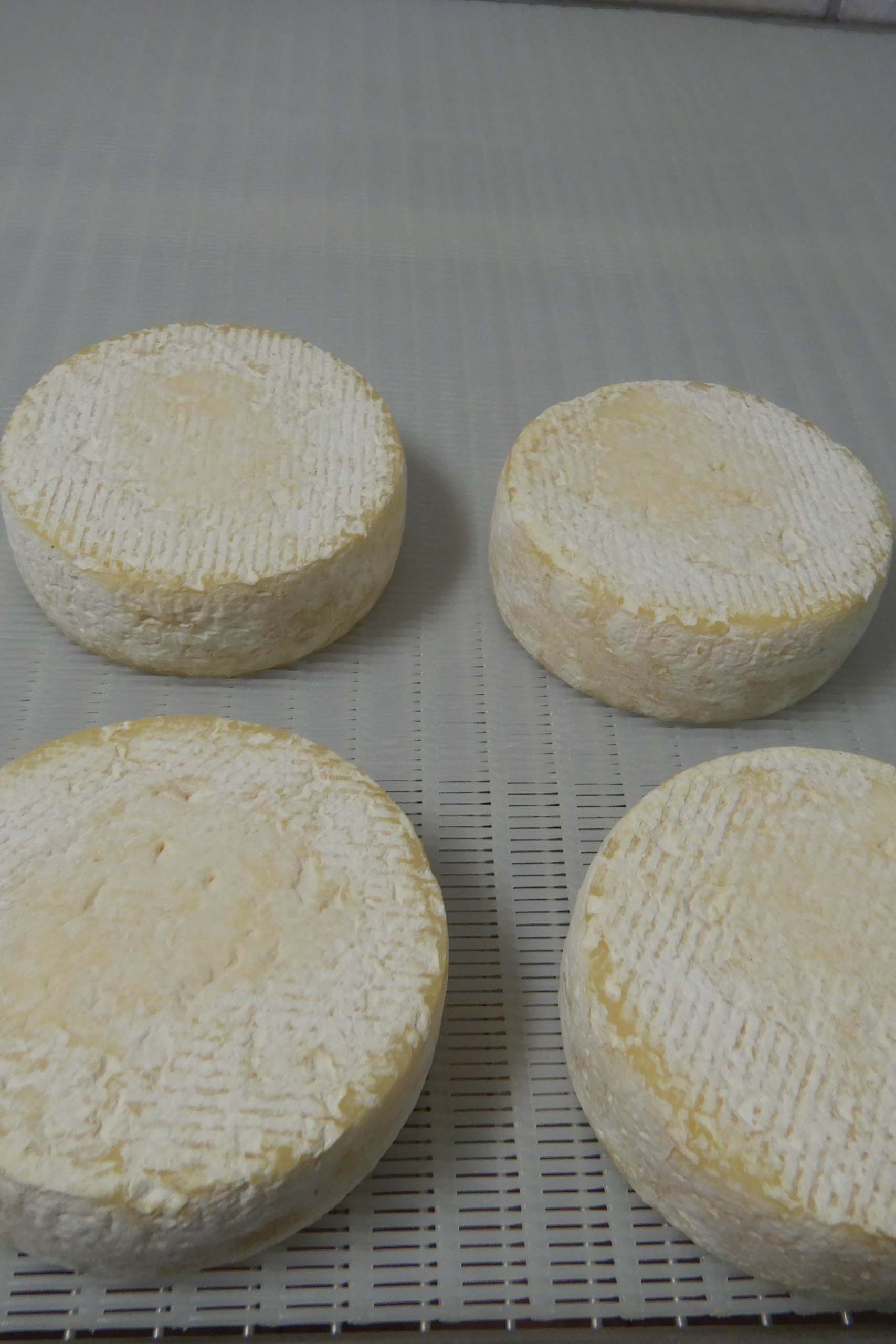 IQF freezing of cheese and dairy