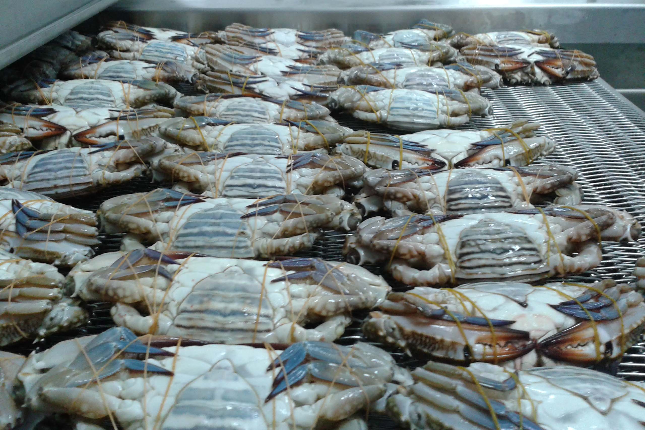 Cryogenic freezing of crabs