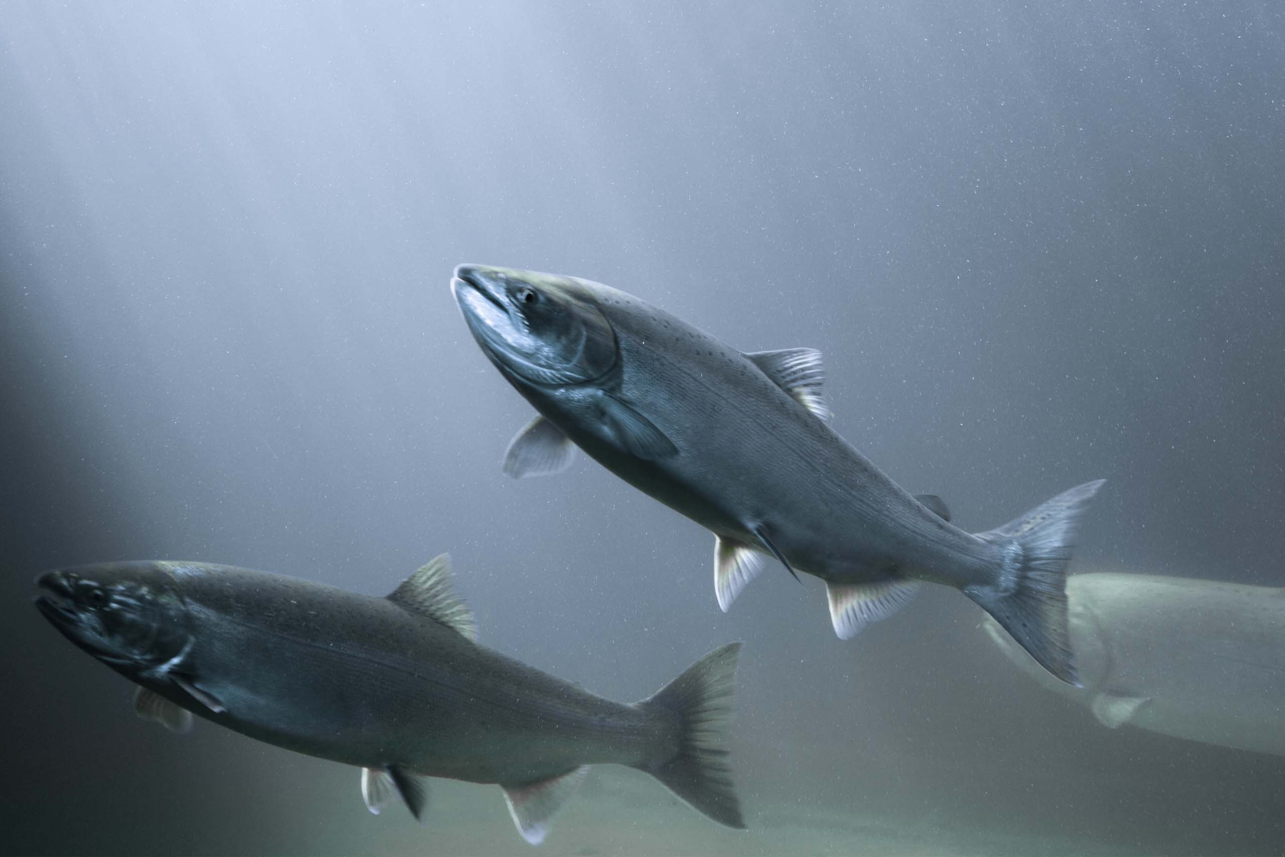 Sustainable solutions from sea to serving