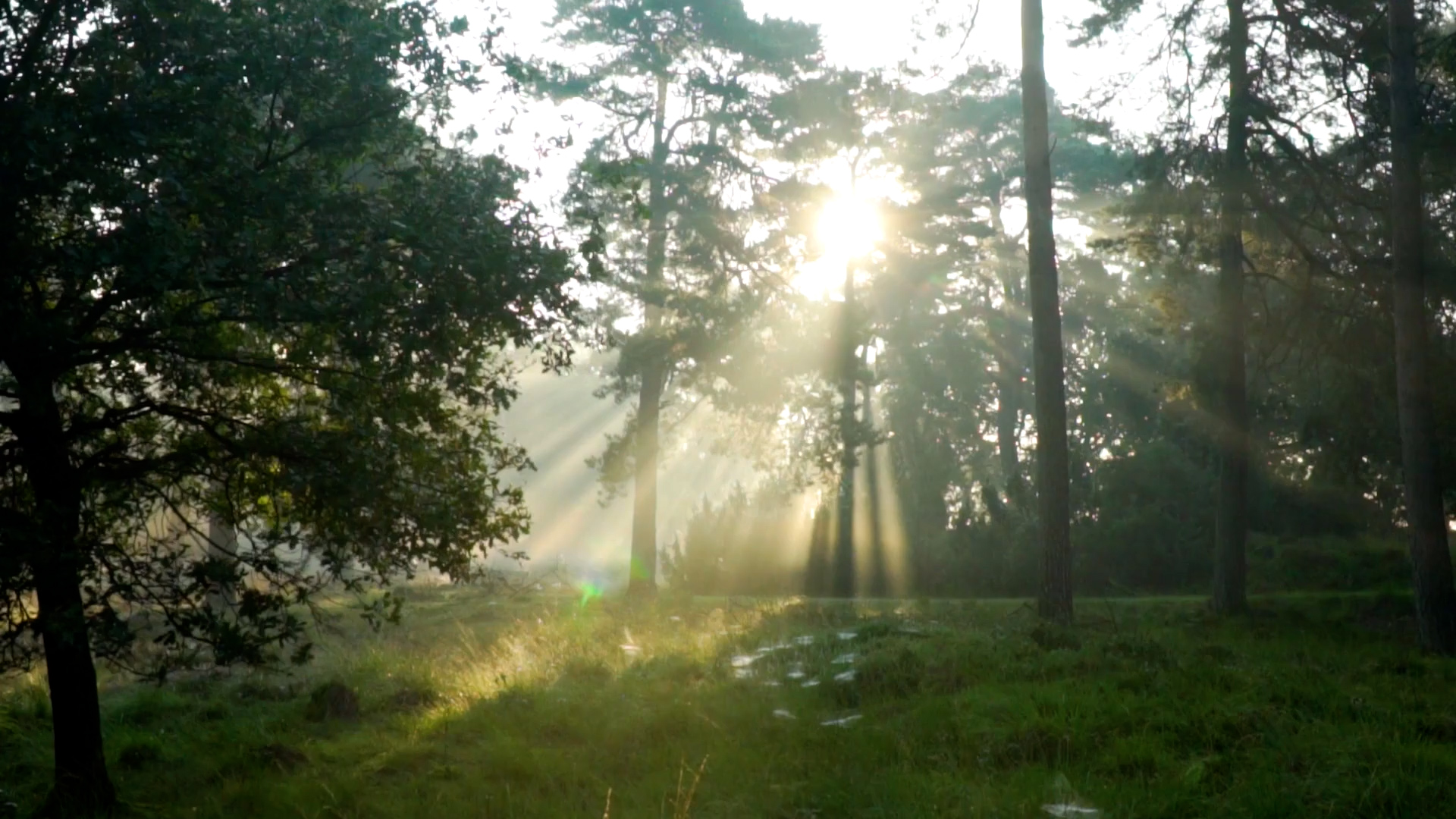 Our contribution sustainability